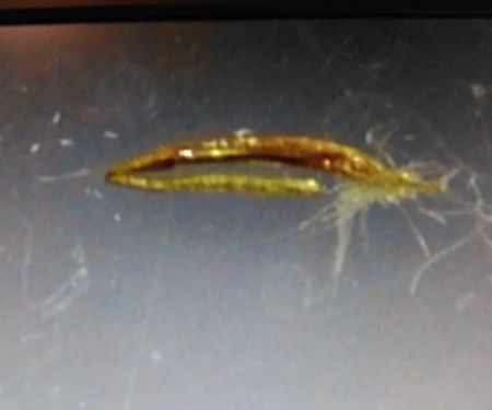 Country Acres Village New Home Sales