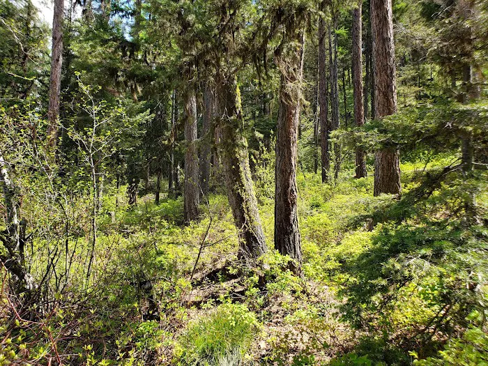 Big Nelson Campground Picture 9