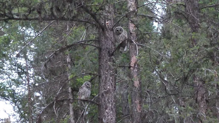 Big Nelson Campground Picture 10