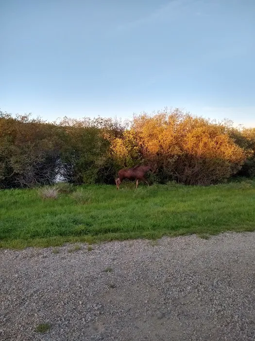 Stuart Mill Bay Campground Picture 2