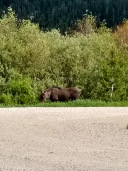 Stuart Mill Bay Campground Picture 4