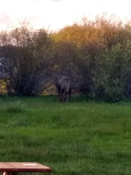 Stuart Mill Bay Campground Picture 5