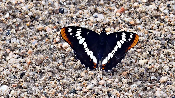 Indian Trees Campground Picture 5