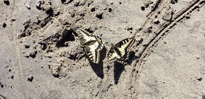 Pine Bar Put In & Campground Picture 8