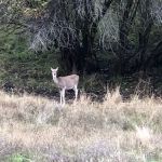 Pittsburg Campground