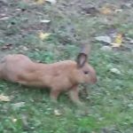 Dalewood Mobile Home Park