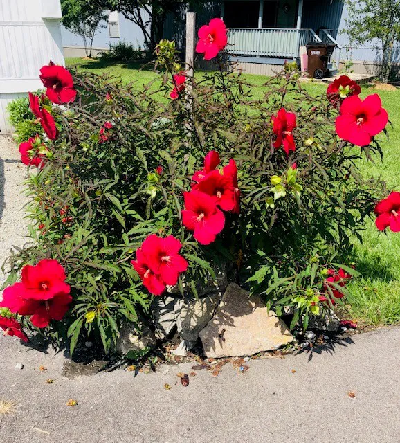 Fairfield Acres Picture 7