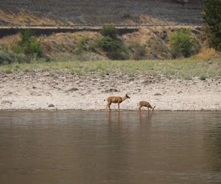 Shorts Bar Recreation Site