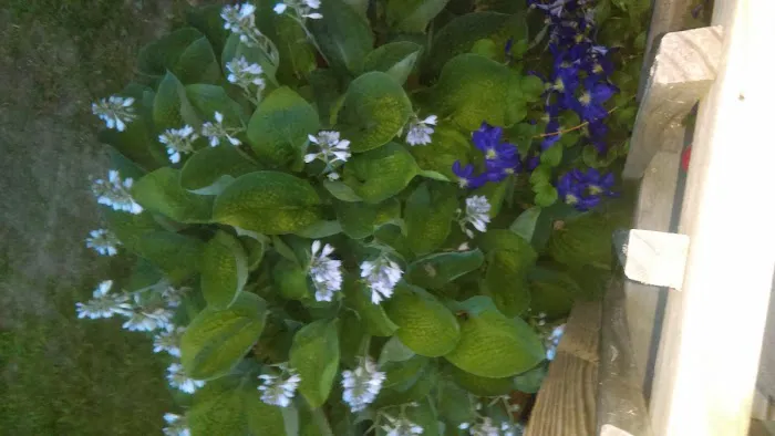 Layhigh Estates Inc Picture 1