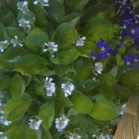 Layhigh Estates Inc ico