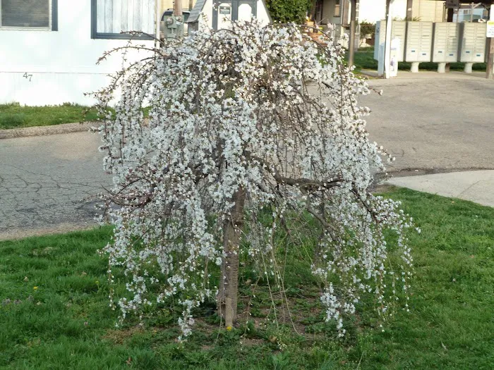 Hazelhurst Mobile Home Park Picture 8