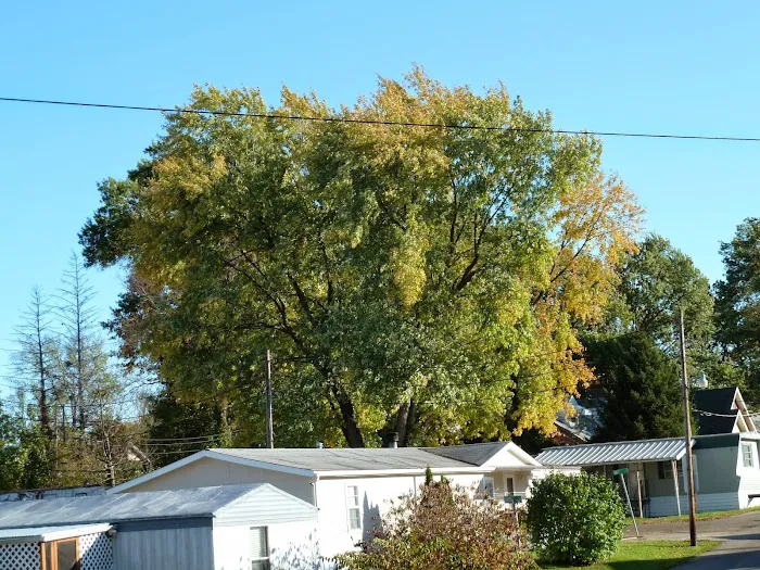 Hazelhurst Mobile Home Park Picture 3