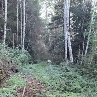 Elam Camp Camp Site ico