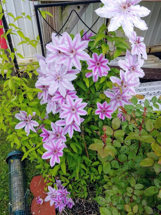 Forest Creek Mobile Home Park Picture 4