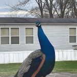 Forest Creek Mobile Home Park