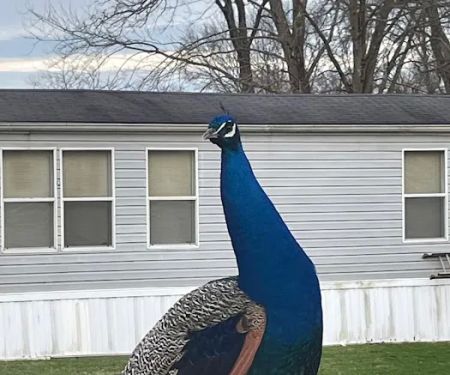 Forest Creek Mobile Home Park