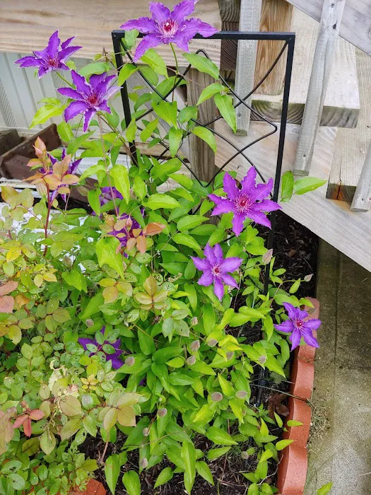 Forest Creek Mobile Home Park Picture 8