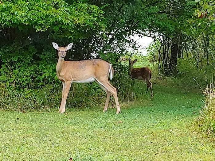 Forest Creek Mobile Home Park Picture 7