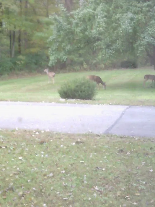 Forest Creek Mobile Home Park Picture 3