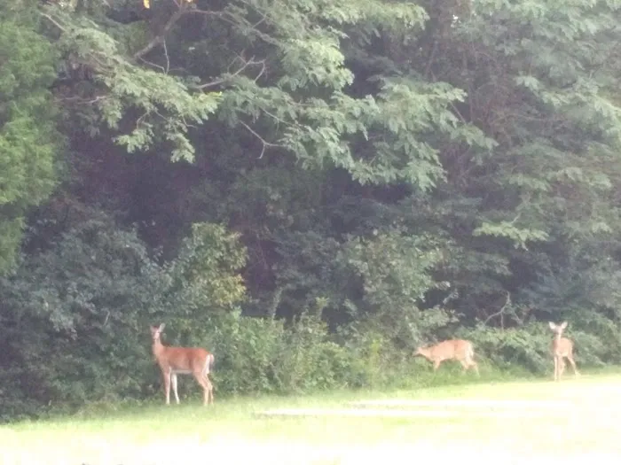 Forest Creek Mobile Home Park Picture 5