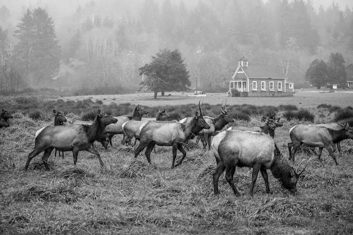 Stone Lagoon Red Schoolhouse Picture 9
