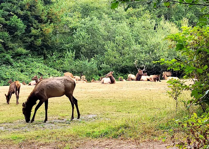 Elk Country RV Resort & Campground Picture 1