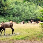 Elk Country RV Resort & Campground