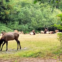 Elk Country RV Resort & Campground ico