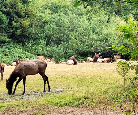 Elk Country RV Resort & Campground