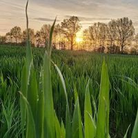 Felicity Estates, llc ico