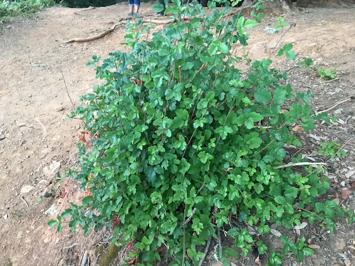 FISH LAKE CAMPGROUND Picture 6