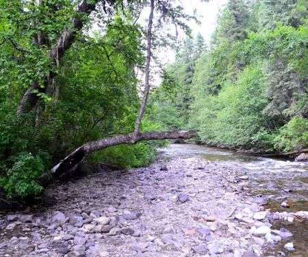 Trout Creek Campground