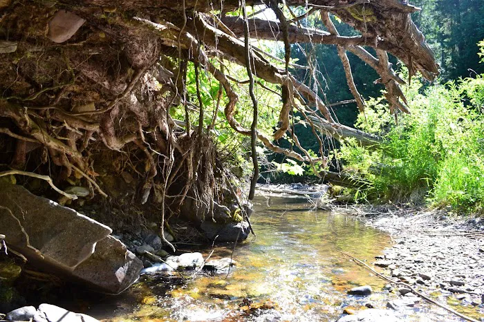 Trout Creek Campground Picture 3