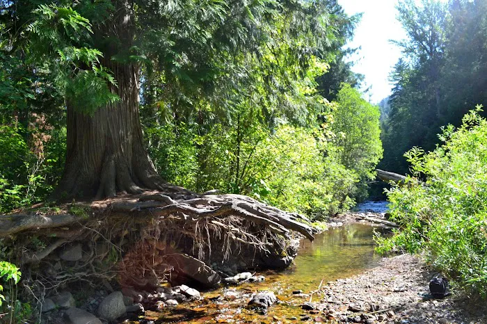 Trout Creek Campground Picture 8