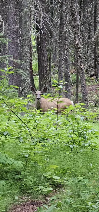 Mill Falls Campground Picture 6
