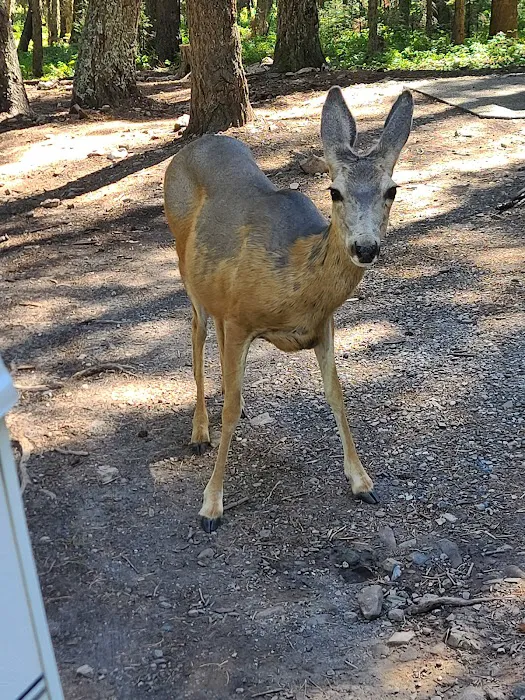 Mill Falls Campground Picture 10