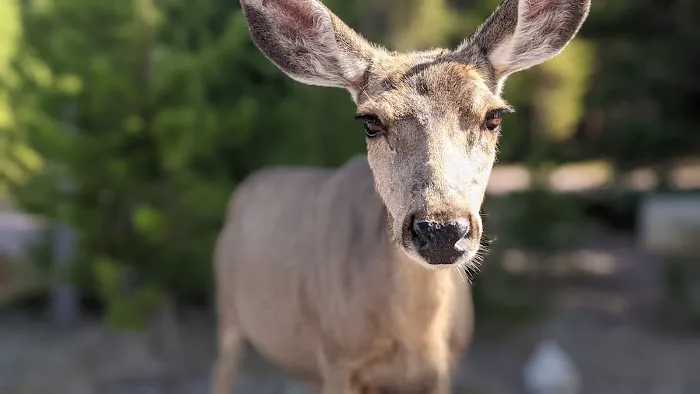 Copper Creek Campground Picture 10