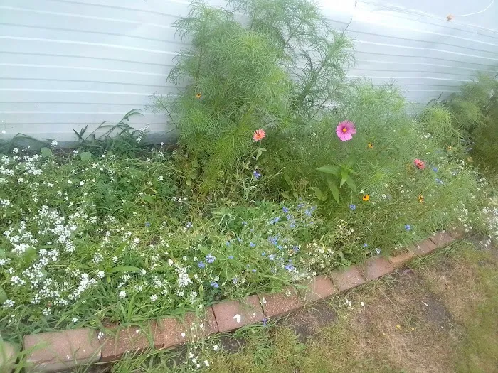 Old Orchard Mobile Home Park Picture 4