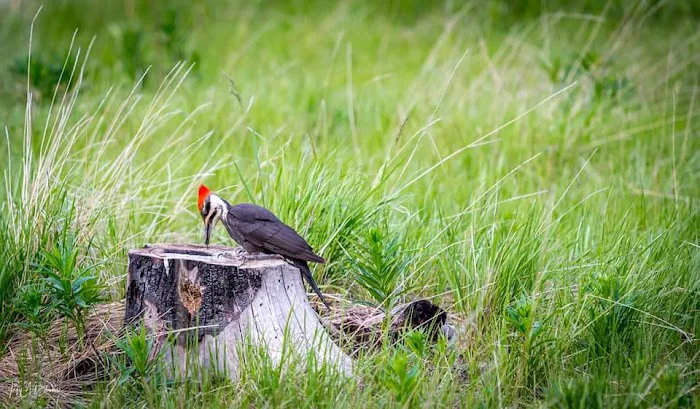 Dickie Bridge Campground Picture 3