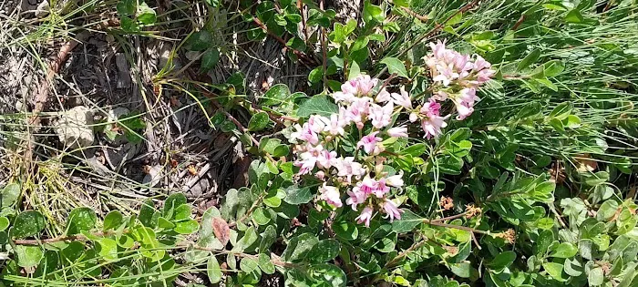 Sam Billings Memorial Campground Picture 3