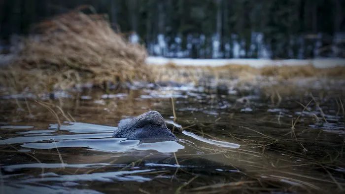 Twin Lakes Campground Picture 8