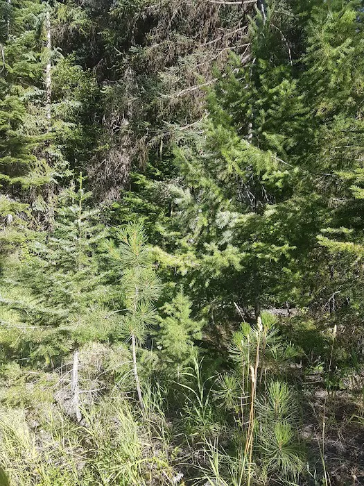 Four Mile Campground Picture 9