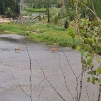 Ice Hole Campground ico