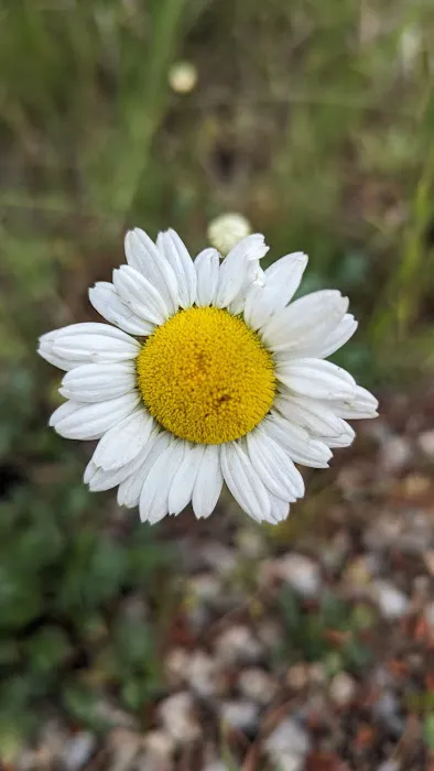 Ice Hole Campground Picture 4