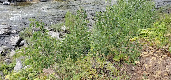 Ice Hole Campground Picture 7