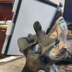 US Forestry Department