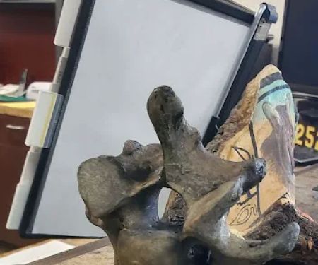 US Forestry Department