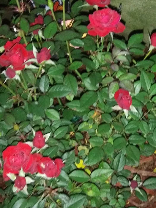 Barry's Resort & Mobile Home Prk Picture 6