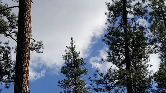 Poverty Flat Campground Picture 4
