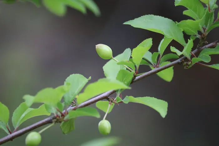 Big Bar Camping Area Picture 1